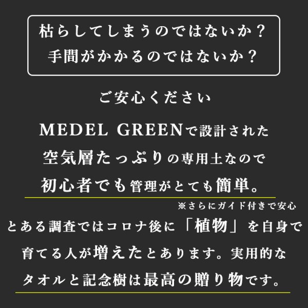 画像18: 「 繁栄の象徴シリーズ 」 MAX MATERIA feat MEDEL GREEN ◆バス2P&オリーブ若木 ◆ デザイン黒樹脂鉢&ギフトBOX入り オリーブ:底から葉先まで約25〜40cm前後に剪定済 (18)