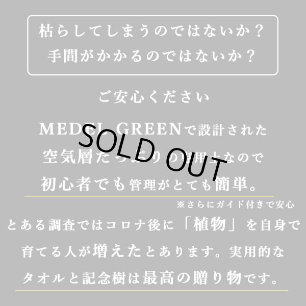 画像18: 「 繁栄の象徴シリーズ 」 MAX MATERIA feat MEDEL GREEN　◆バス２P＆オリーブ若木 ◆ デザイン黒樹脂鉢＆ギフトBOX入り　オリーブ：底から葉先まで約25〜40cm前後に剪定済 (18)