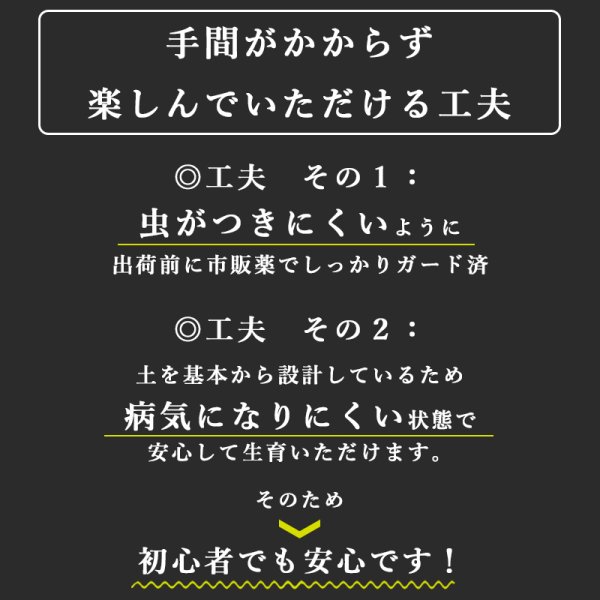 画像15: 「 繁栄の象徴シリーズ 」 MAX MATERIA feat MEDEL GREEN ◆バス2P&オリーブ若木 ◆ デザイン黒樹脂鉢&ギフトBOX入り オリーブ:底から葉先まで約25〜40cm前後に剪定済 (15)