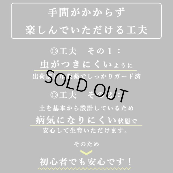 画像12: 「 繁栄の象徴シリーズ 」 MAX MATERIA feat MEDEL GREEN　◆バスタオル１P＆オリーブ若木 ◆ デザイン黒樹脂鉢＆ギフトBOX入り　オリーブ：底から葉先まで約25〜40cm前後に剪定済 (12)